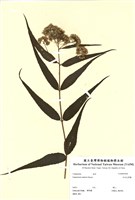 藏品(田代氏澤蘭)的圖片